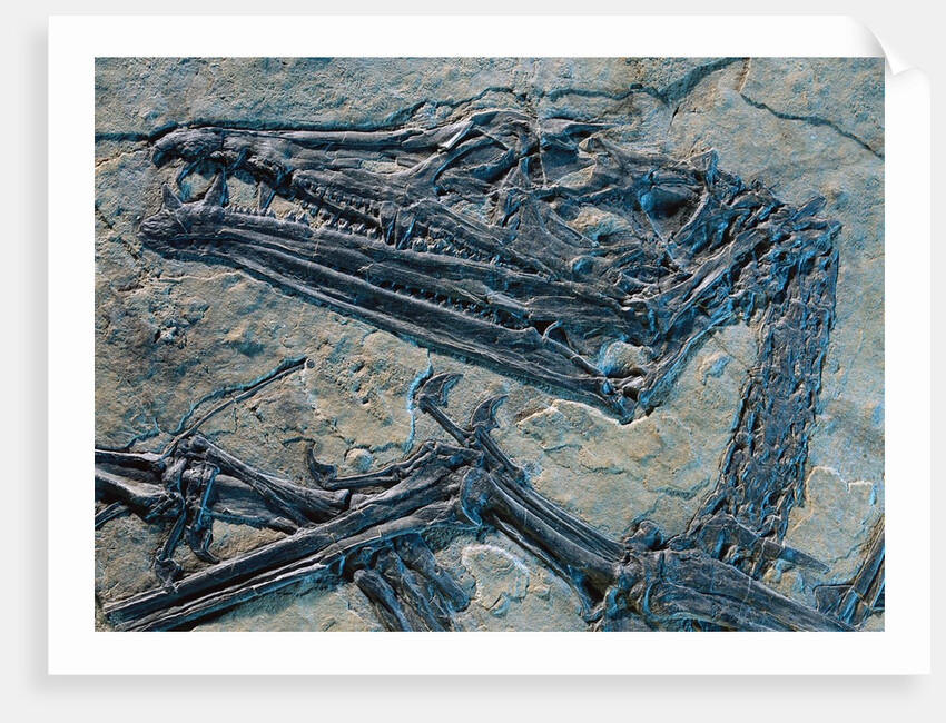 Oldest Pterosaur Fossil by Anonymous