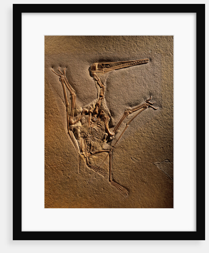 Pterodactylus Kochi Fossil by Anonymous