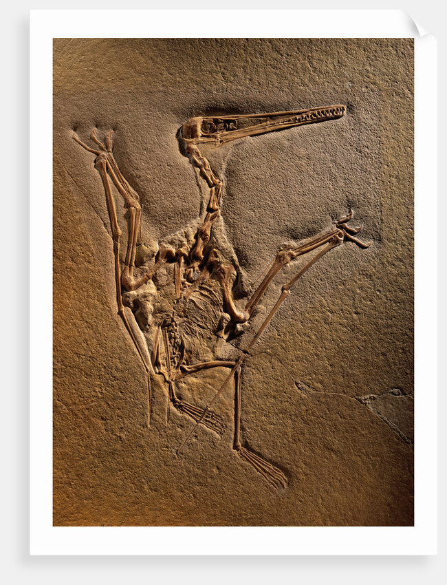 Pterodactylus Kochi Fossil by Anonymous