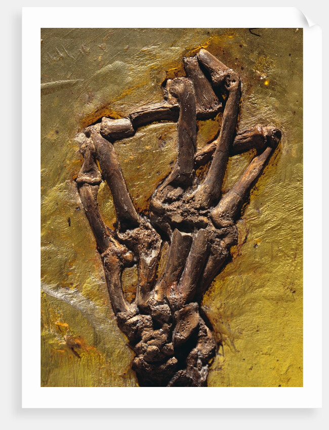 Monkey Hand Fossil by Anonymous