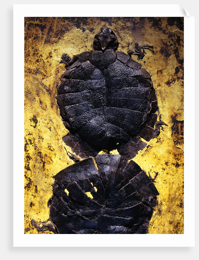 Pair of Freshwater Turtle Fossils by Corbis