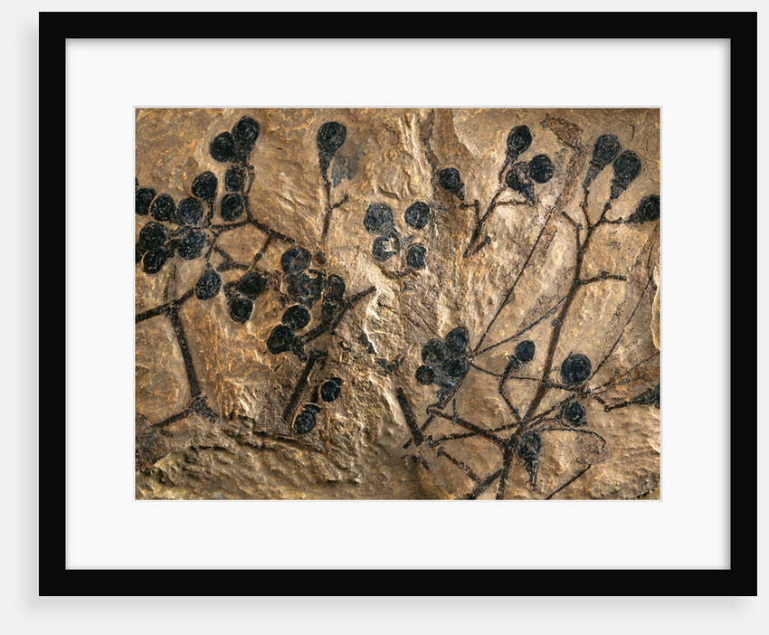Fossil of Basswood Stems and Berries by Anonymous
