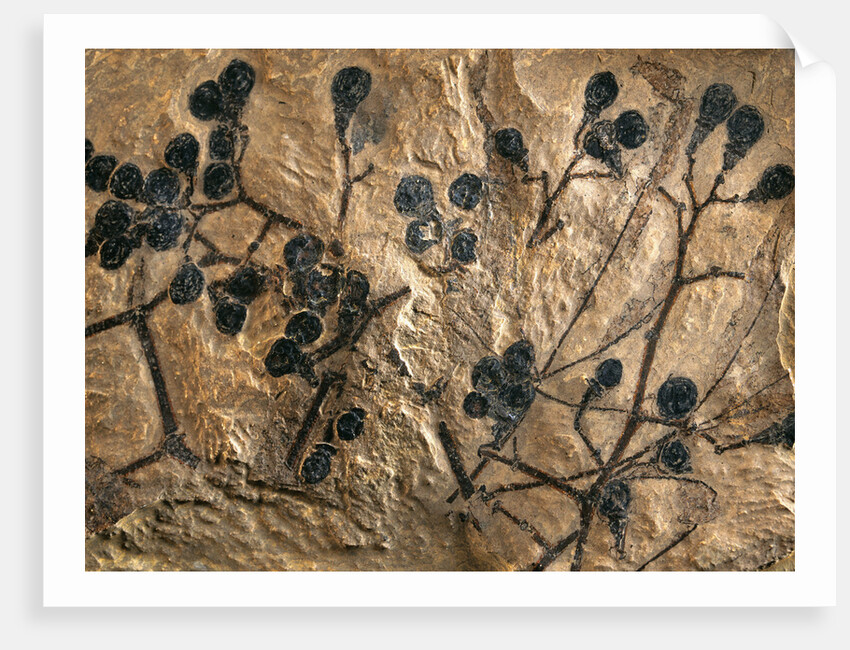 Fossil of Basswood Stems and Berries by Anonymous