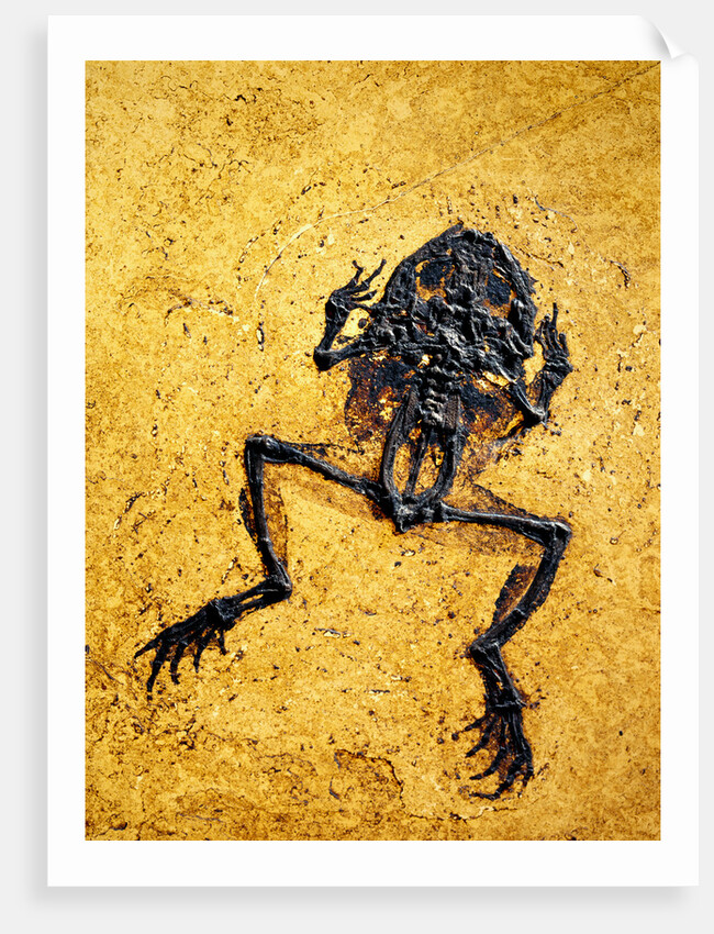 Fossil of Frog by Anonymous