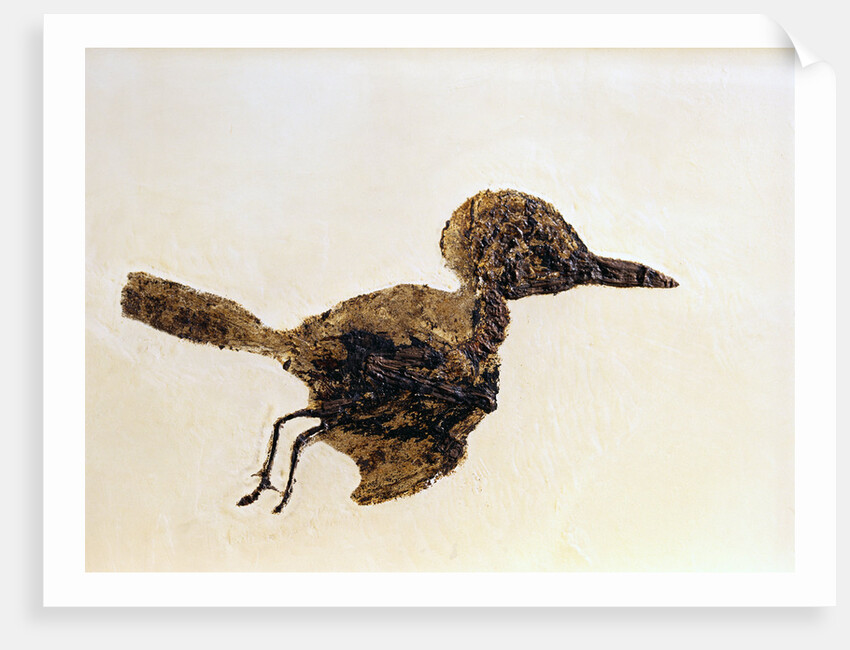 Fossil of Small Bird from Messel Site by Anonymous