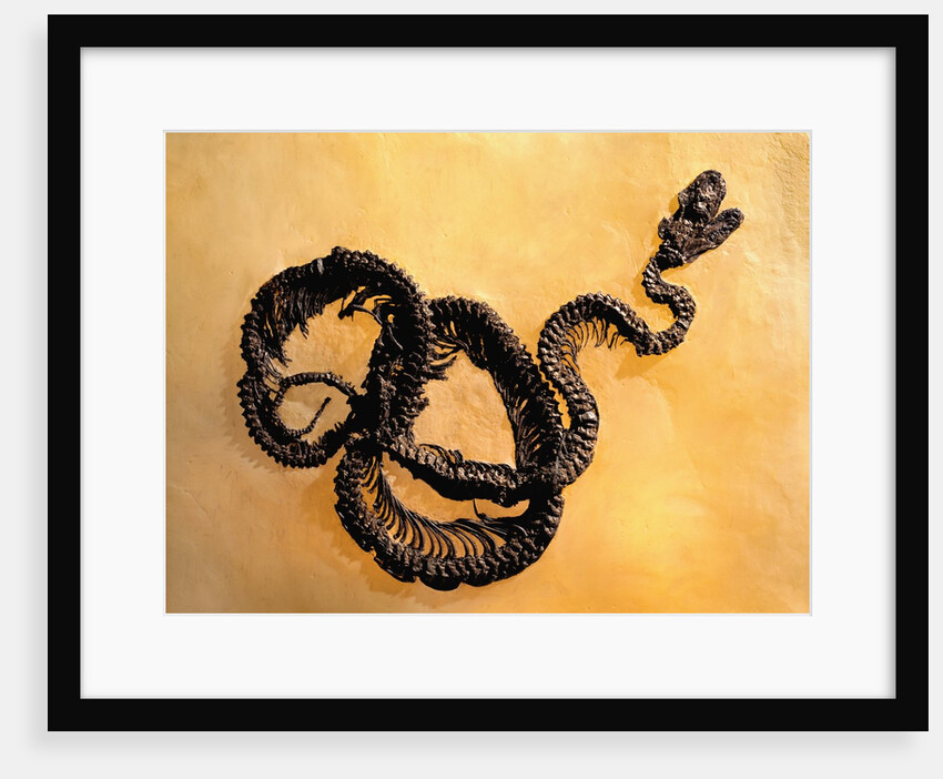 Complete Fossil of Large Snake by Anonymous