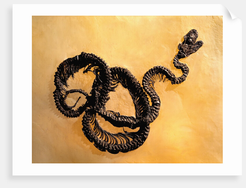 Complete Fossil of Large Snake by Anonymous