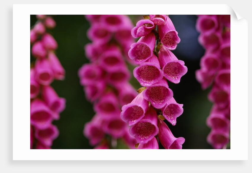Foxglove in Bloom by Anonymous