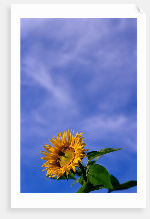 Sunflower Under Sky by Anonymous