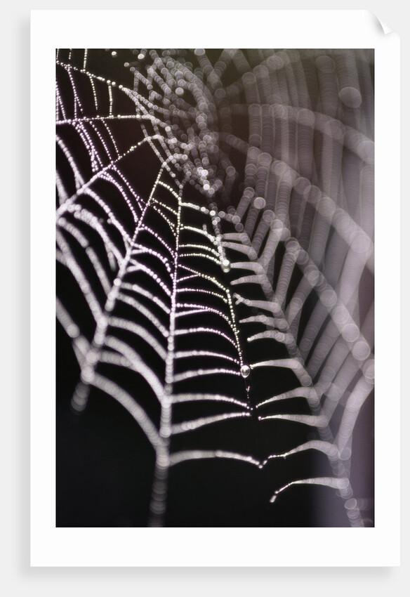 Dewy Spiderweb by Anonymous