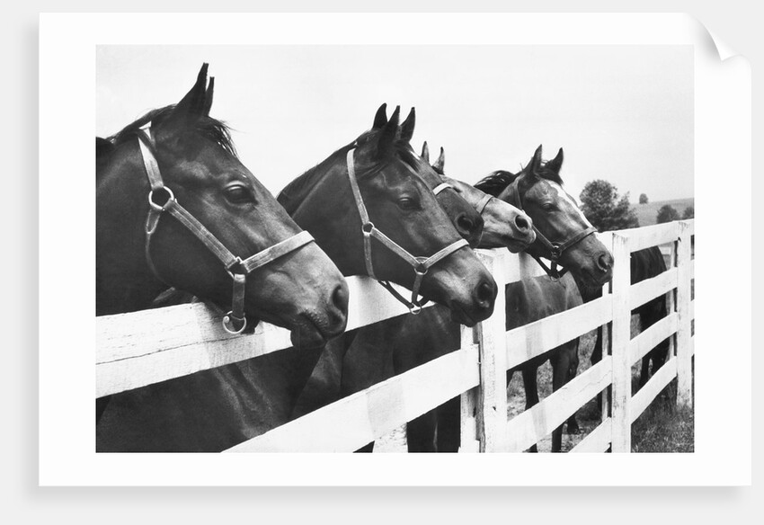 Horses Looking Over Fence at Alfred Vanderbilt's Farm by Anonymous