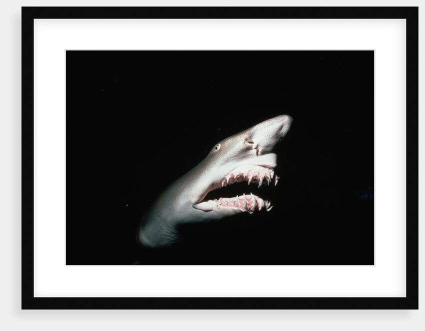 Grey Nurse Shark with Open Mouth by Anonymous