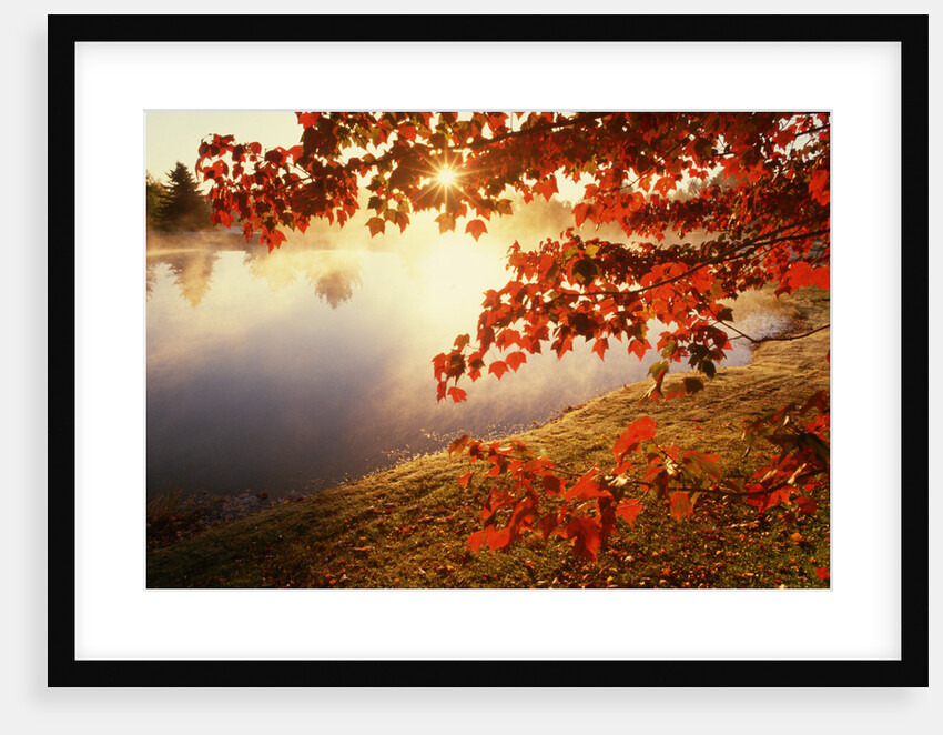 Sunrise Through Autumn Leaves by Anonymous