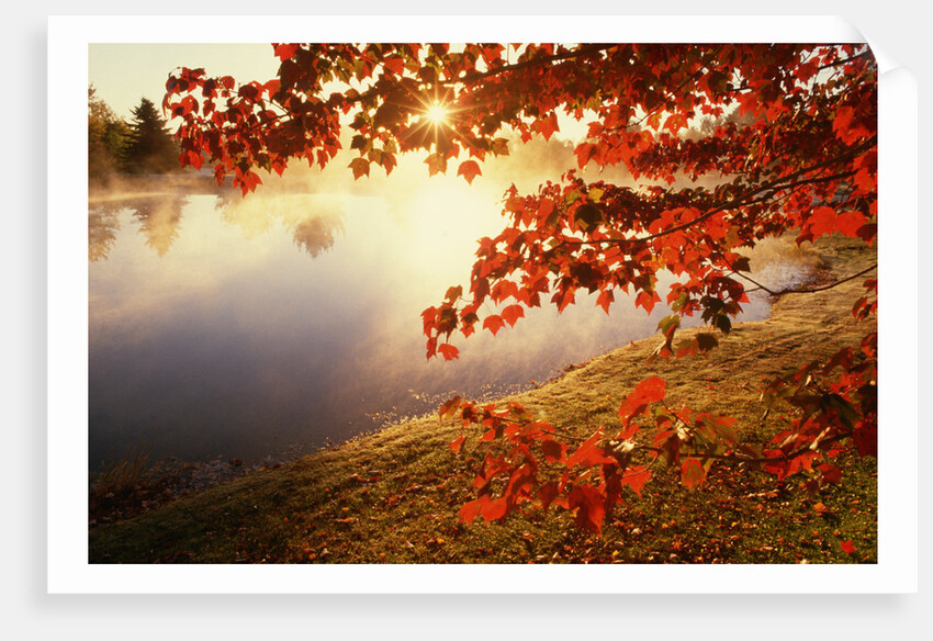 Sunrise Through Autumn Leaves by Anonymous