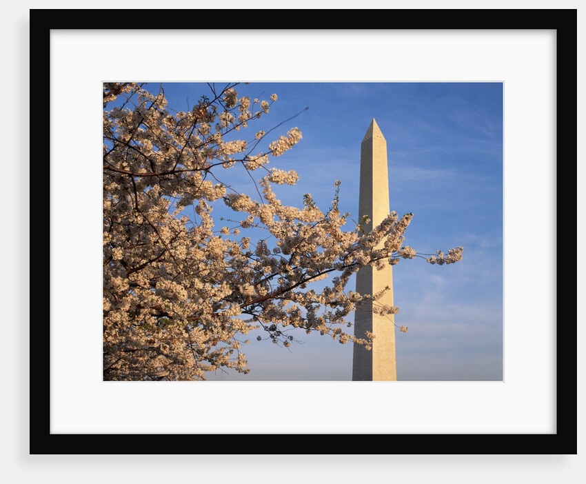 Cherry Tree near Washington Monument by Anonymous