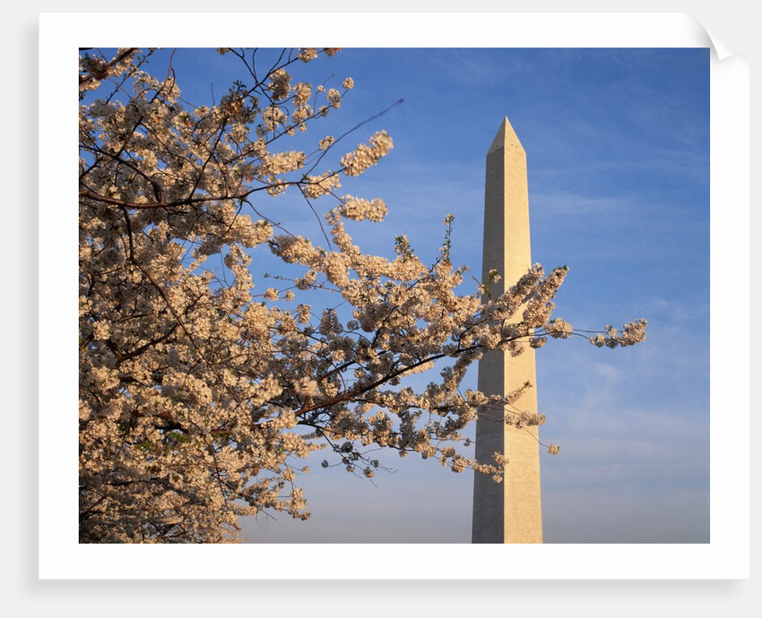 Cherry Tree near Washington Monument by Anonymous