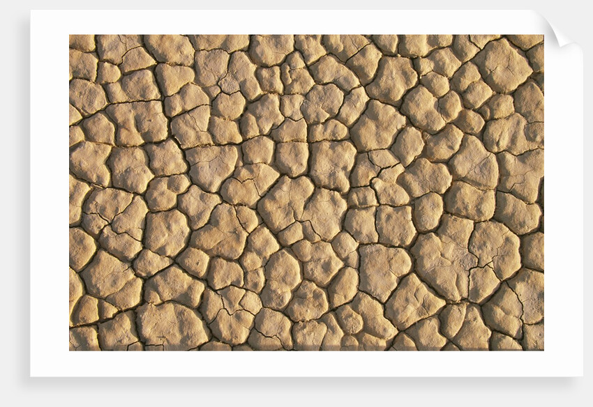 Cracked, Dry Lake Bottom Pattern in Death Valley by Anonymous
