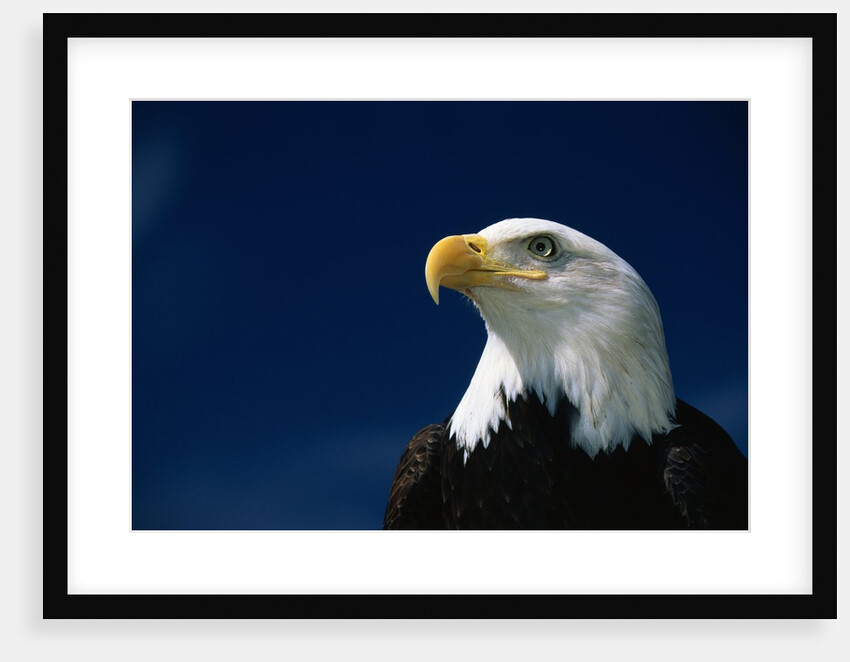 American Bald Eagle by Anonymous