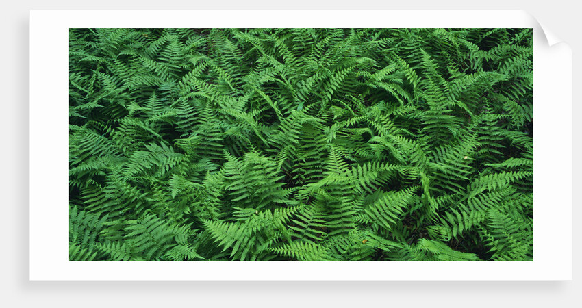 Evergreen Wood Ferns by Anonymous