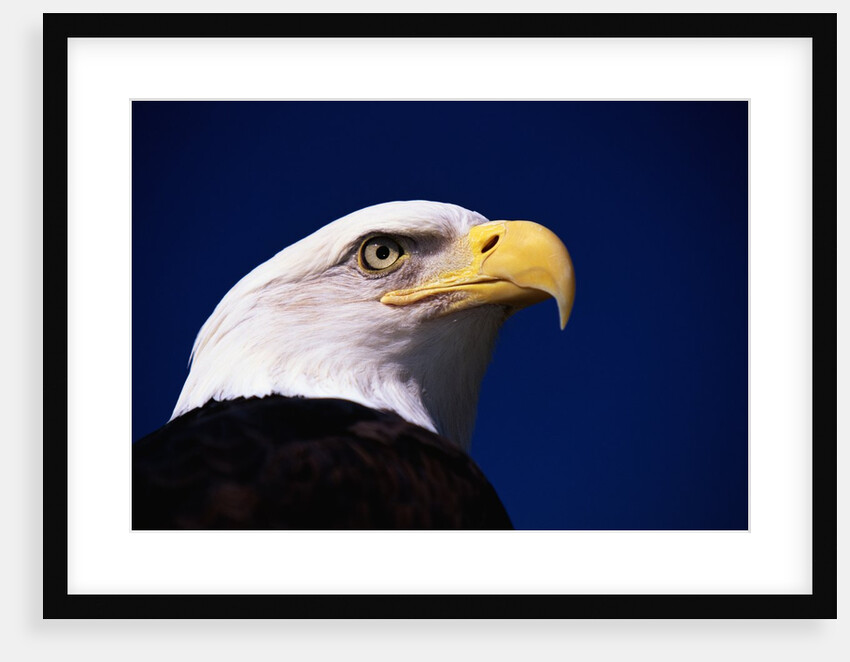 American Bald Eagle by Anonymous