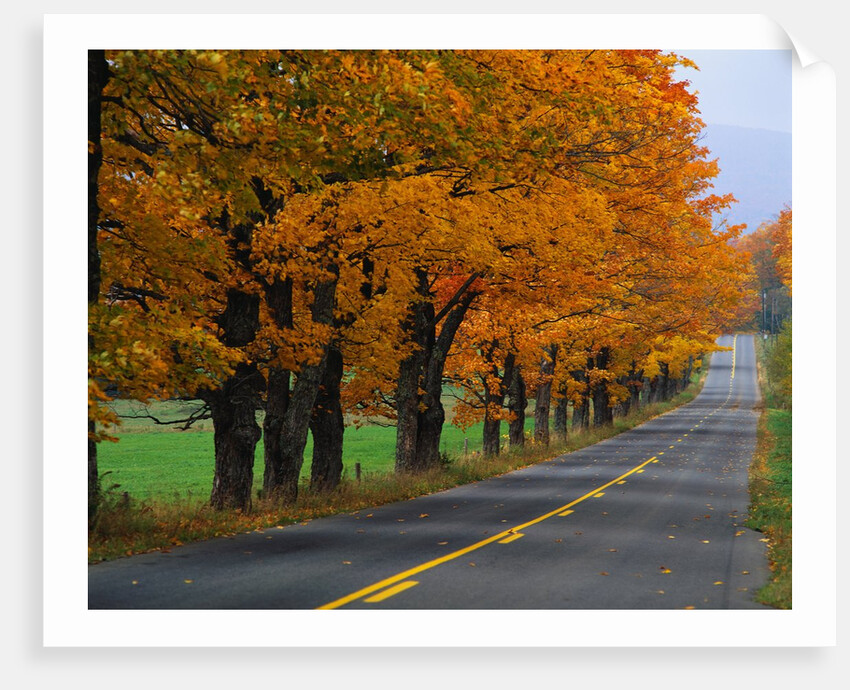 Rural Road in Autumn by Anonymous