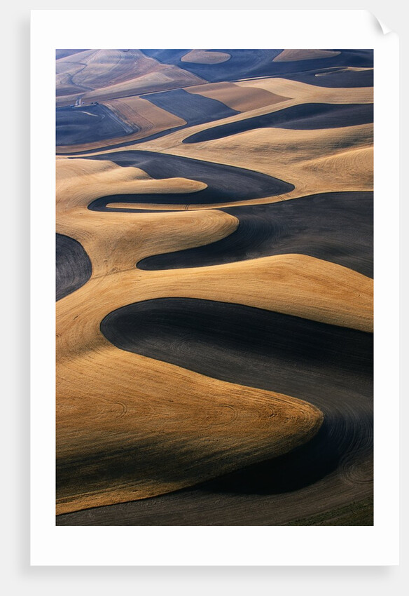 Wheat Fields of the Palouse Hills by Anonymous