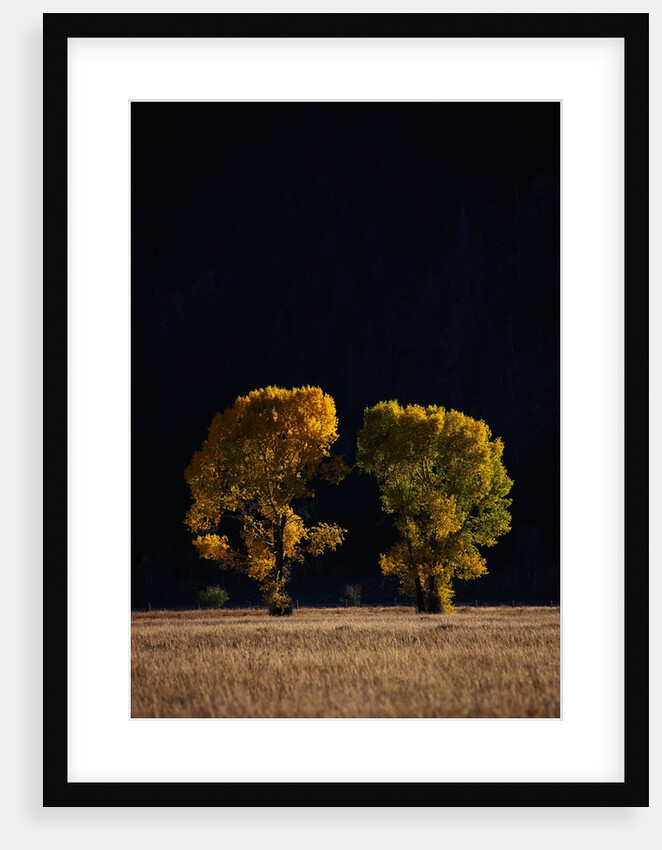 Cottonwoods in Autumn by Anonymous