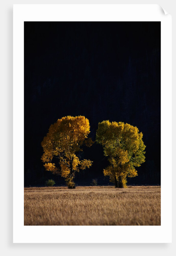 Cottonwoods in Autumn by Anonymous