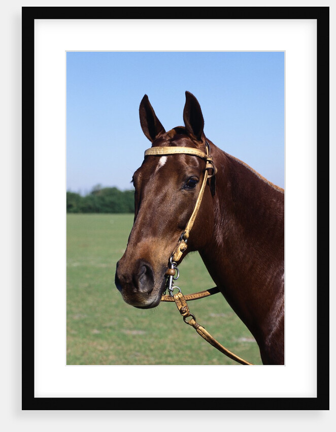 Argentine Polo Pony by Anonymous