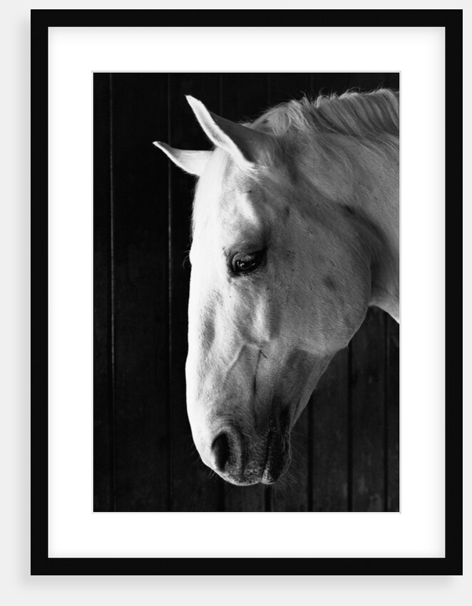 Portrait of a Lipizzaner Horse by Anonymous