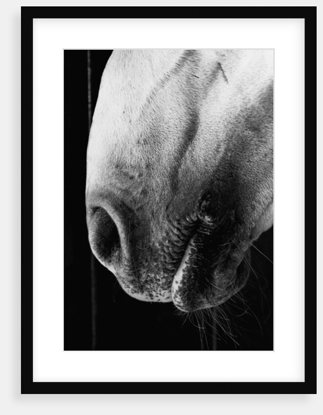 Nose of Lippizaner Stallion by Anonymous