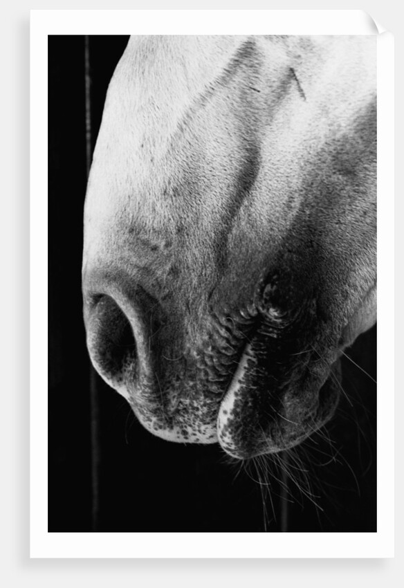 Nose of Lippizaner Stallion by Anonymous