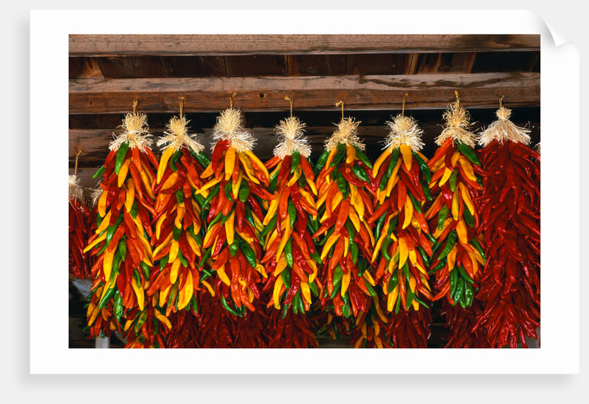 Hanging Chili Peppers by Anonymous