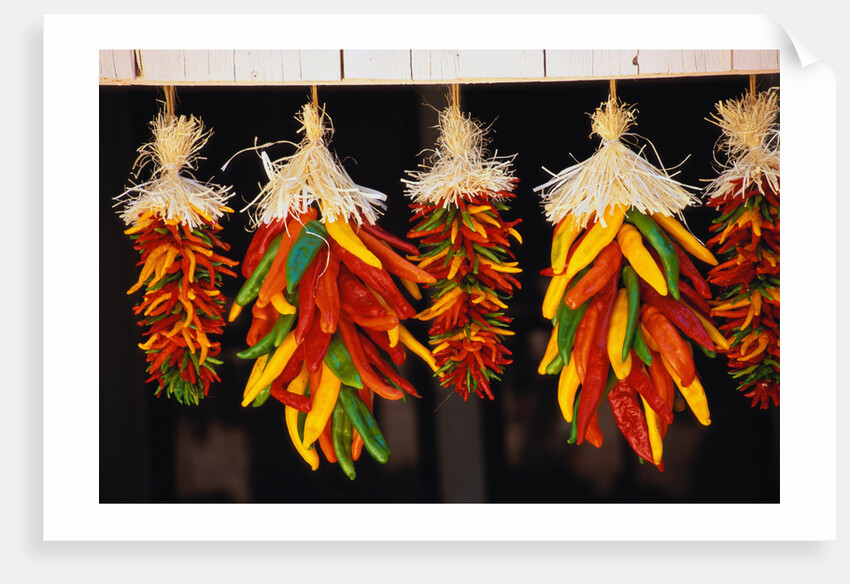Hanging Chili Peppers by Anonymous