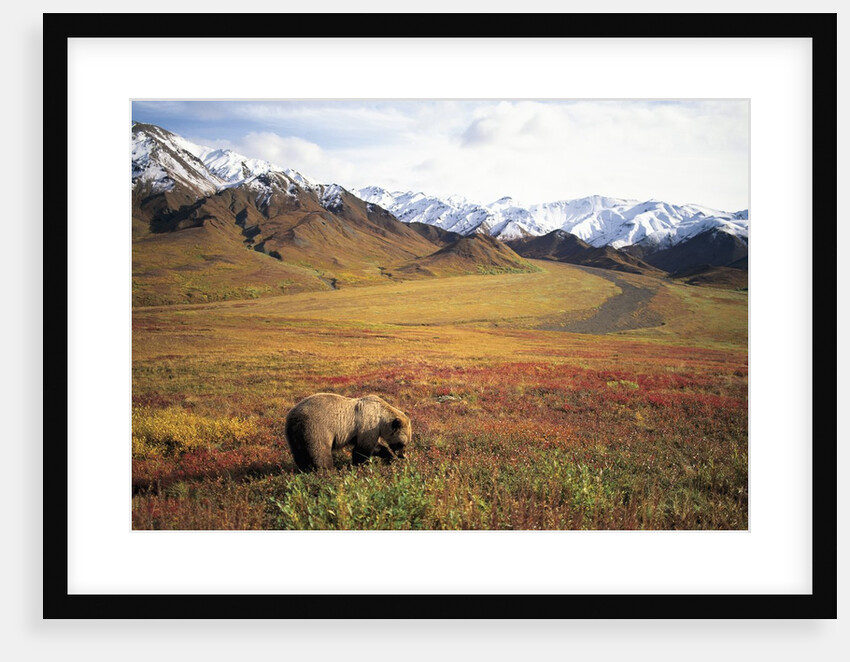 Grizzly Bear Foraging on Colorful Tundra by Anonymous