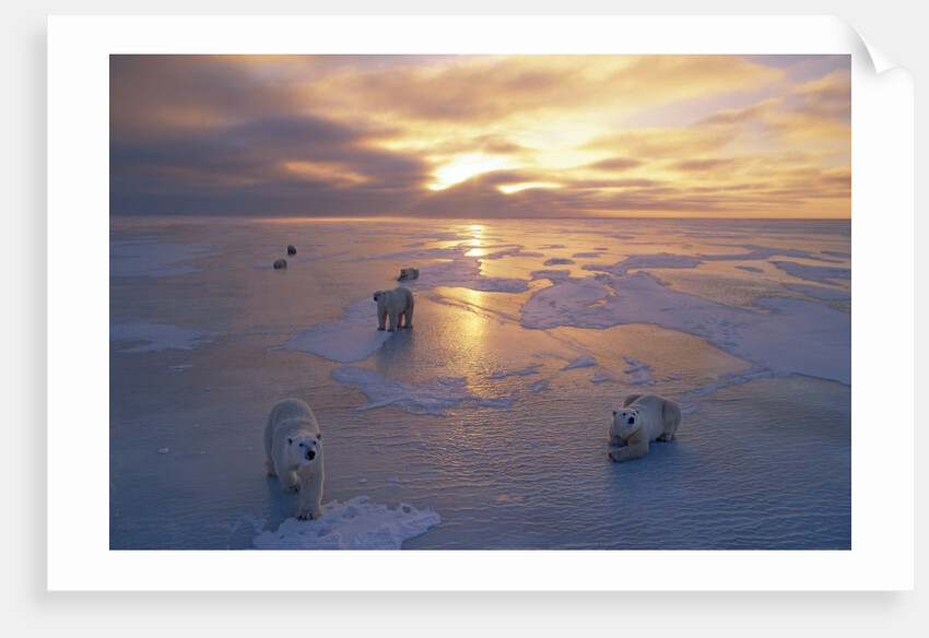 Polar Bears on Ice Pack at Sunset by Anonymous