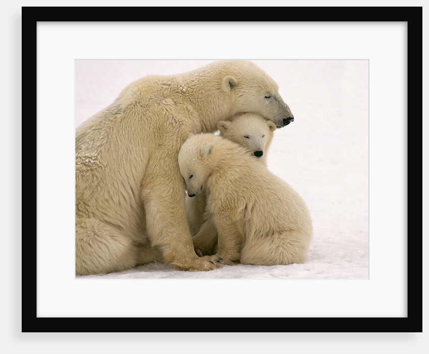 Polar Bear Mother and Cubs Cuddling by Anonymous