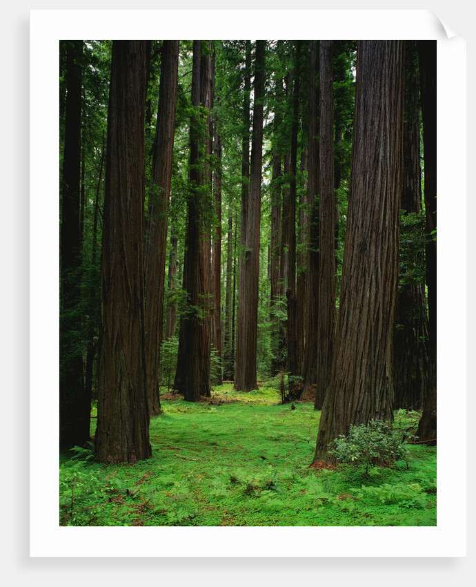 Redwood Forest by Anonymous