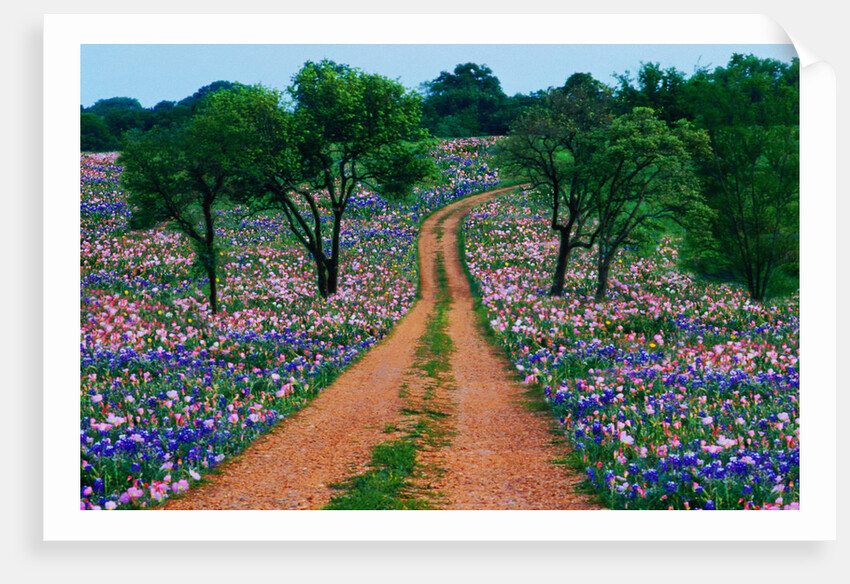 Wildflowers Along a Dirt Road by Anonymous