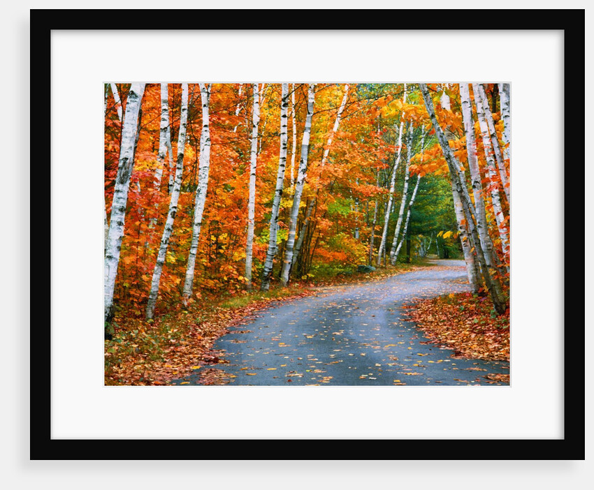 Autumn Trees Lining Country Road by Anonymous