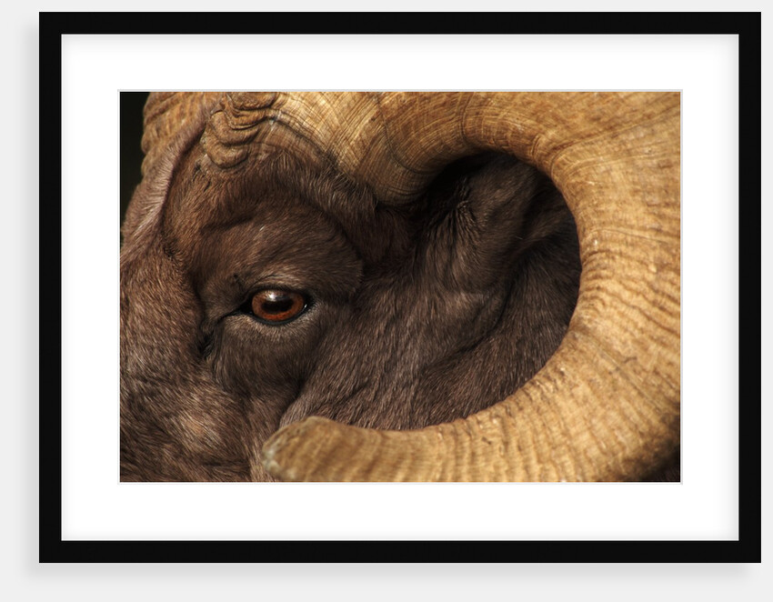 Head of American Bighorn Sheep by Anonymous
