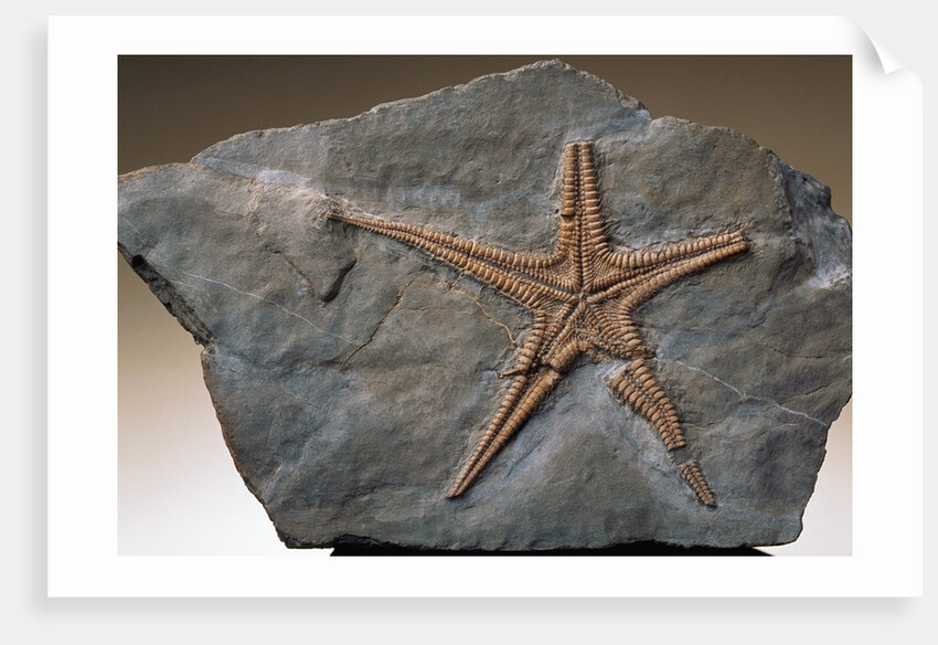 Fossilized Starfish by Anonymous