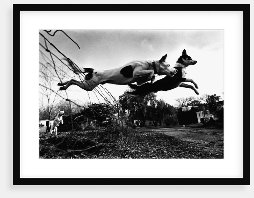 Dogs Leaping Over Wire Fence by Anonymous