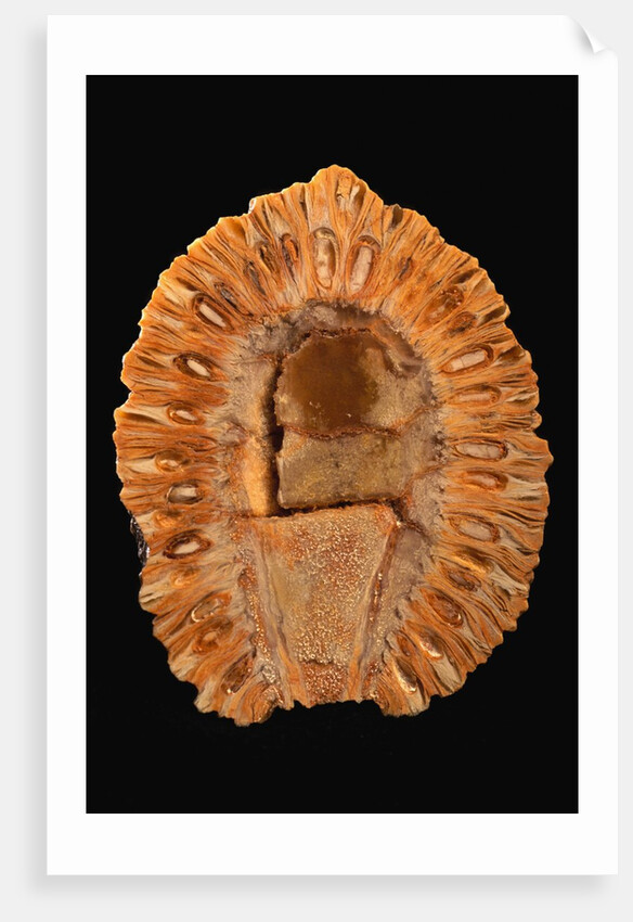 Fossilized Pine Cone by Anonymous