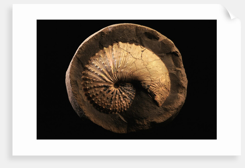 Jeletzkytes Nebrascensis Fossil by Anonymous