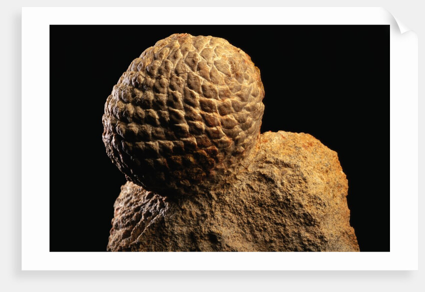 Fossilized Pine Cone by Anonymous
