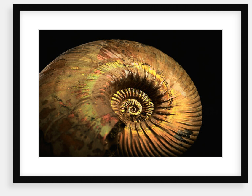 Late Jurassic Fossil by Anonymous
