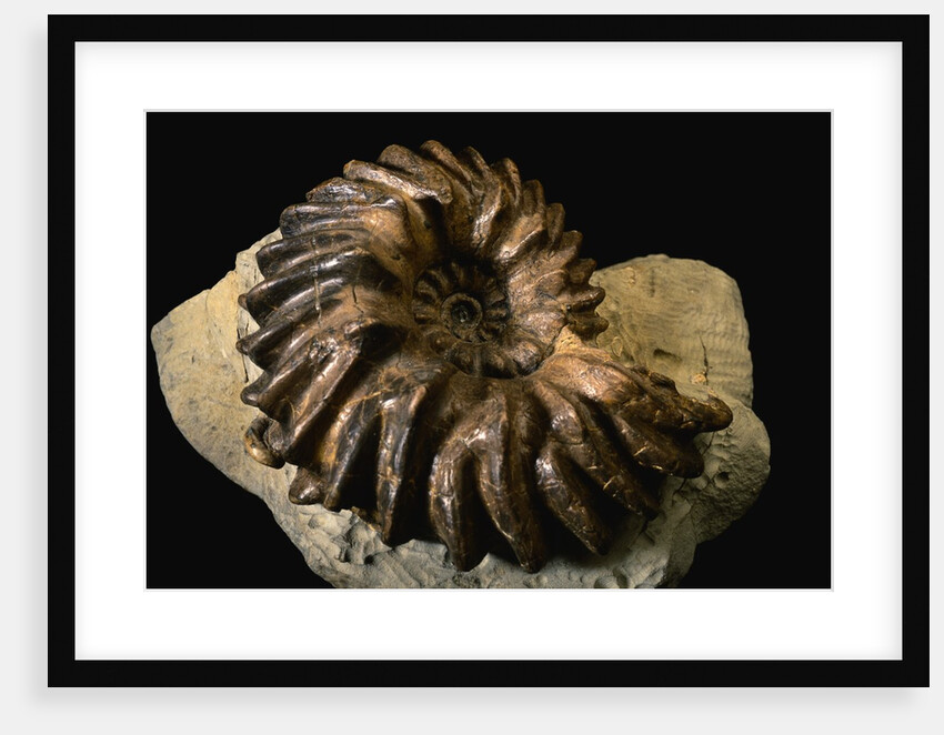 Late Cretaceous Period Fossil by Anonymous