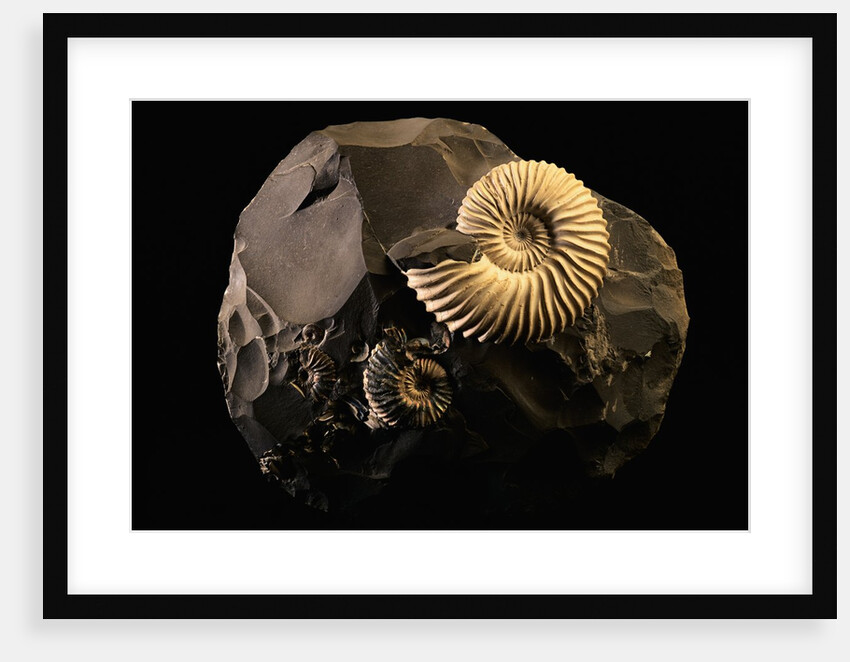 Early Cretaceous Period Fossil by Anonymous