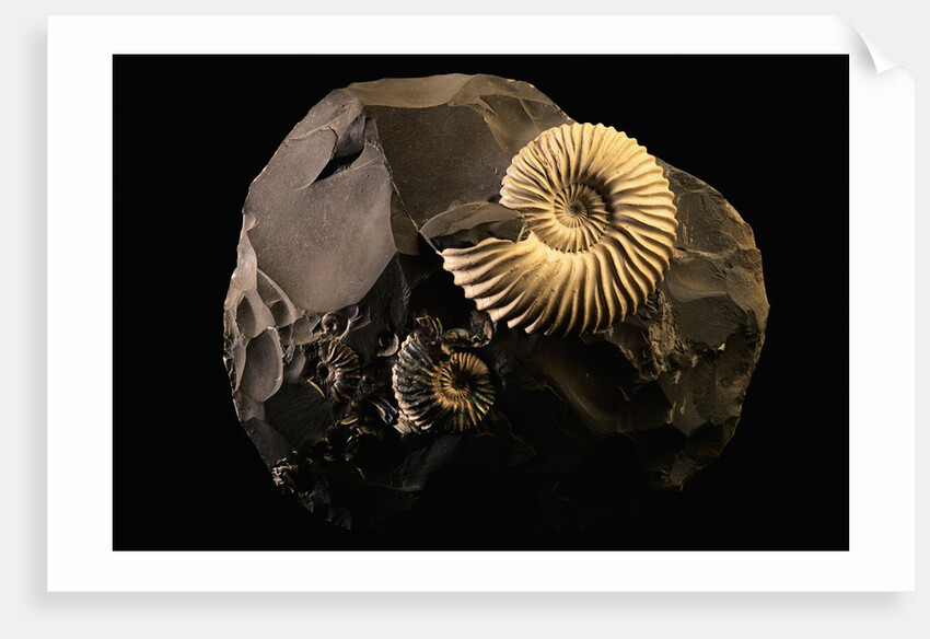 Early Cretaceous Period Fossil by Anonymous